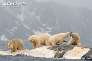 Illustration for article titled Thursidae - Ursus maritimus Edition